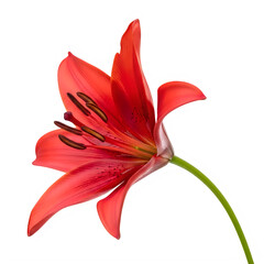A vibrant red lily flower standing gracefully against a plain background