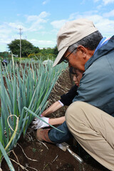 ネギを収穫する家族
