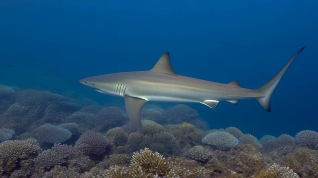 Thresher Shark Cruising Over Vibrant Coral Reef in Deep Blue Ocean