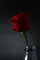 Photo of a red rose with water droplets
