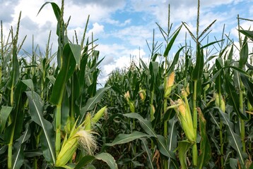 Vibrant green cornfield stretching towards the horizon under a bright summer sky