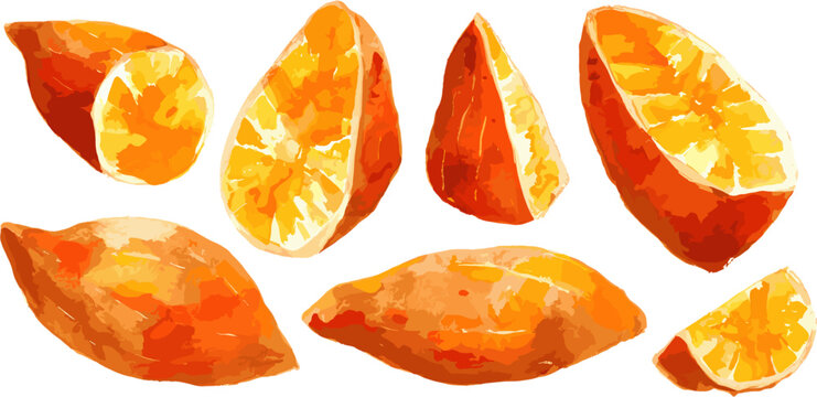 Set of delicious watercolor sweet potato pieces isolated on white background, vector illustration
