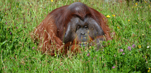 The orangutans, orang-utan, orangutang, or orang-utang) are the two exclusively Asian species of extant great apes. Native to Indonesia and Malaysia in the rainforests of Borneo and Sumatra. © Daniel Meunier