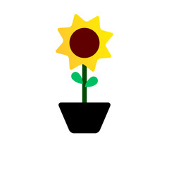 sunflower in a pot on transparent background