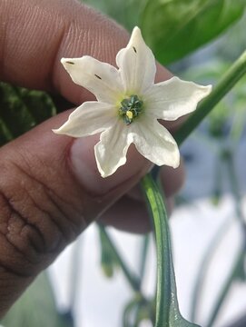 Close-up of a white chili pepper flower (Capsicum) infested with thrips (tiny insects), highlighting common agricultural pests and plant damage in a garden or farm setting. 