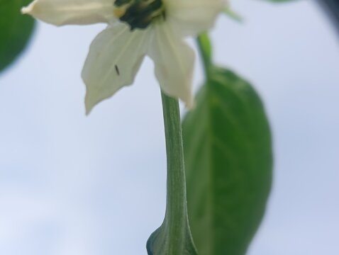 Close-up of a white chili pepper flower (Capsicum) infested with thrips (tiny insects), highlighting common agricultural pests and plant damage in a garden or farm setting. 