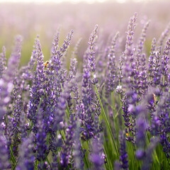 Obraz premium bee pollinating lavender