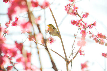 メジロ　梅の開花