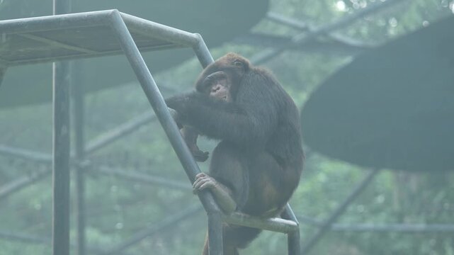 The Gorrila in the zoo.