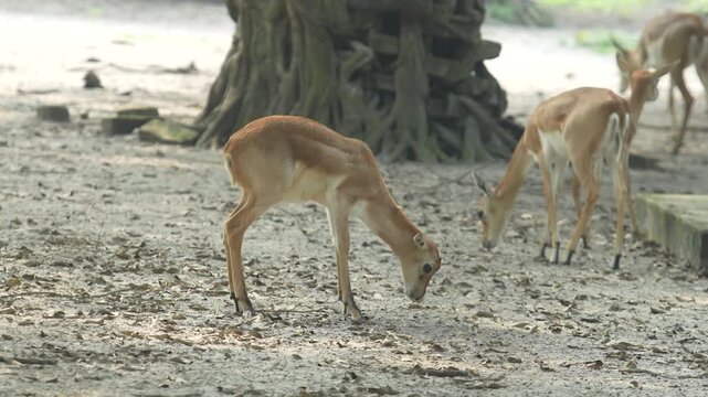 The Blackbucks Deer in the zoo.