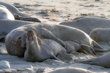 Fototapeta premium Elephant Seals Mating
