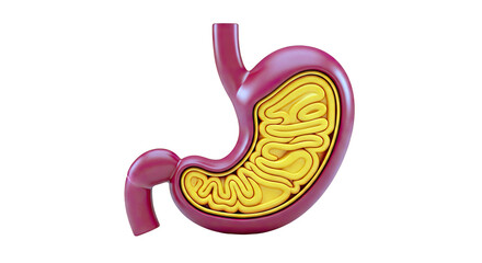 Cross-section of a cartoon stomach with folded lining