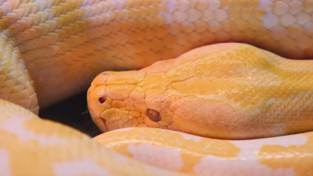 Yellow python resting in terrarium with other snakes