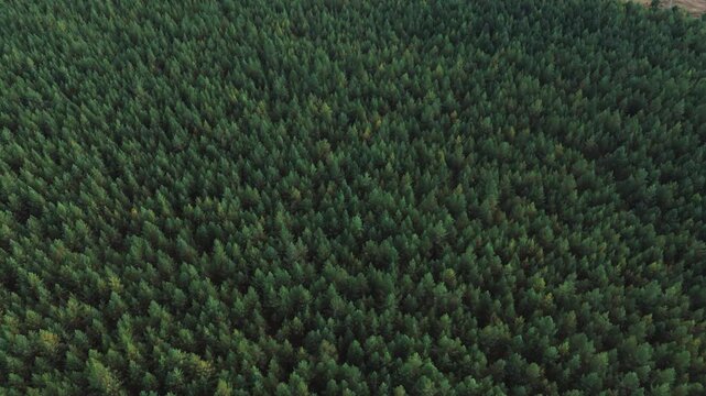 Racheysky forest expanding throughout the natural environment