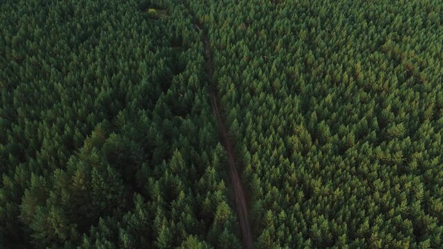 Racheysky forest expanding throughout the natural environment