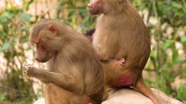 Hamadryas Baboons Grooming and Resting on Rocks in a Zoo Enclosure