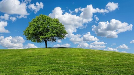Obraz premium Lush Green Hill Under a Bright Blue Sky with Fluffy White Clouds and a Single Tree on the Horizon