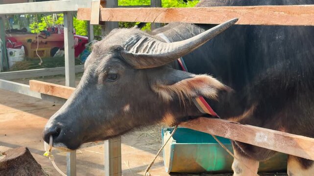 Close Up of Water Buffalo Behind Wooden Fence at Petting Farm