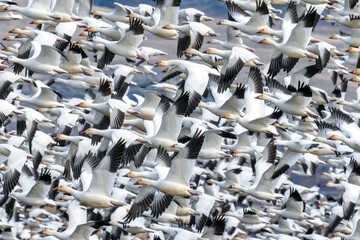 A flock of snow geese during migration. Hundreds of birds © kcapaldo