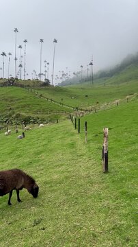Sheep in the Cocora Valley amidst the tallest palm trees in the world