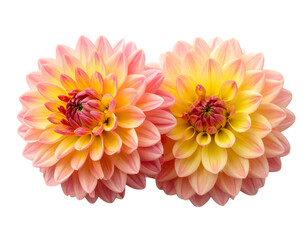 Firefly_Meat carving knifes isolated on transparent background. PNG , se of - Firefly_Perfect pink and yellow dahlia flower isolated on transparent background. PNG , se of  (4)