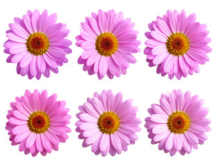 Firefly_Meat carving knifes isolated on transparent background. PNG , se of - Firefly_Pink chrysanthemum flower isolated on transparent background, Set of  (2)