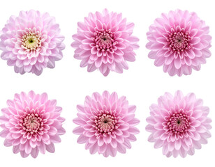 Firefly_Meat carving knifes isolated on transparent background. PNG , se of - Firefly_Pink chrysanthemum flower isolated on transparent background, Set of  (3)