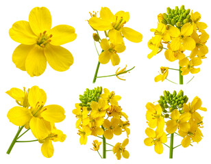 Firefly_Meat carving knifes isolated on transparent background. PNG , se of - Firefly_Rapeseed flower isolated on transparent background, set of