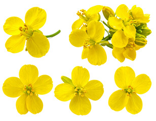 Firefly_Meat carving knifes isolated on transparent background. PNG , se of - Firefly_Rapeseed flower isolated on transparent background, set of (2)