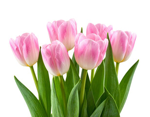 Firefly_Meat carving knifes isolated on transparent background. PNG , se of - Firefly_Pink tulips isolated on transparent background. PNG , se of