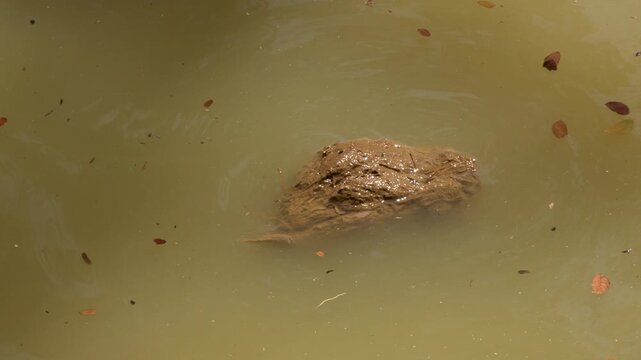 Elephant Dung Floating in Turbid Brown Water in Phuket Thailand