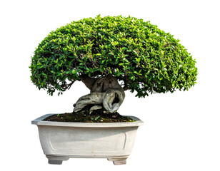 Firefly_Meat carving knifes isolated on transparent background. PNG , se of - Firefly_Potted plant isolated on transparent background. PNG , se of (3)