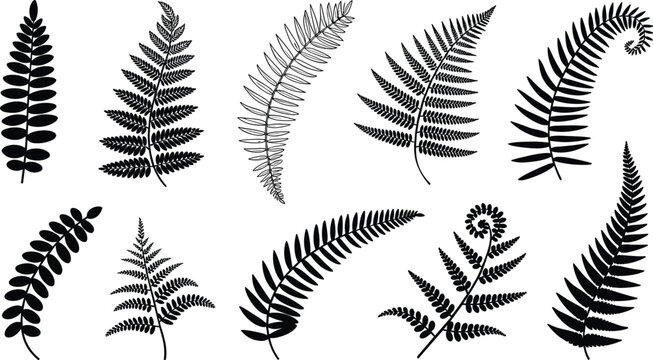 Black fern silhouette collection, tropical leaf and jungle frond vector set, botanical greenery, cad drawing flat vector illustration, nature floral elements, foliage,