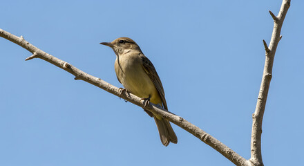 Obraz premium Single wild bird resting on a tree branch with blue sky