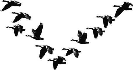Flying Geese Silhouette Formation with Migrating Birds in V Shape Vector Illustration for Wildlife Nature, Travel and Seasonal Design © MdRazaul