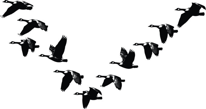 Flying Geese Silhouette Formation with Migrating Birds in V Shape Vector Illustration for Wildlife Nature, Travel and Seasonal Design