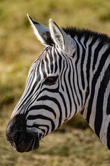 Close-up portrait of a zebra head with distinctive black and white stripes, captured in natural sunlight against a soft blurred background. Wildlife detail showcasing unique patterns in the African sa