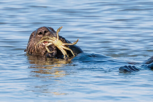 California Sea Otter swimming eating a crab