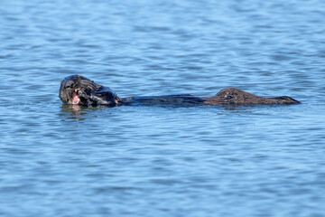 California Sea Otter swimming eating starfish © kcapaldo