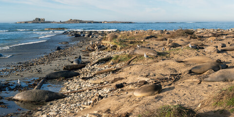 Elephant seals on the beach. © kcapaldo