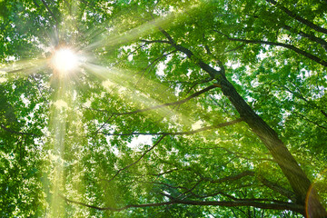 緑の森　太陽光