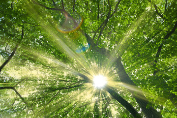 緑の森　太陽光