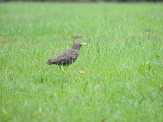 bird on the grass