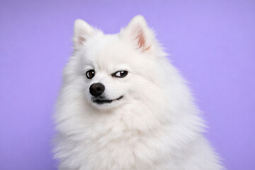 Fluffy White Spitz Dog Giving Side Eye with Sassy Expression on Purple Background
