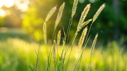Golden Summer Grass in Soft Morning Light with Blurred Green Background and Sunlight Flares Creating a Serene Atmosphere