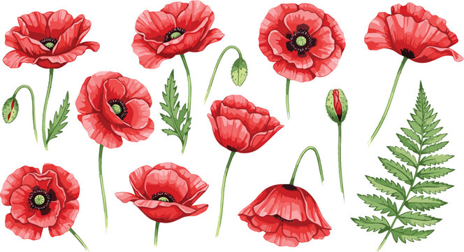 Red poppy flower collection vector set with blooming petals buds and green leaves illustration