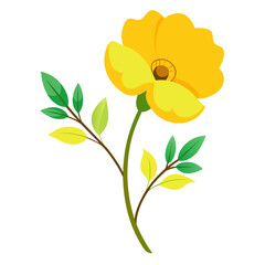 yellow flower isolated on white background