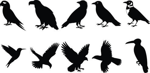 Obraz premium Collection of bird silhouettes including parrot, eagle, crow and toucan in flying and standing poses isolated on white