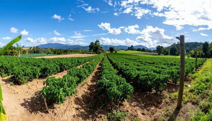 Vast agricultural fields bear abundant fruit with blue, cloudy skies