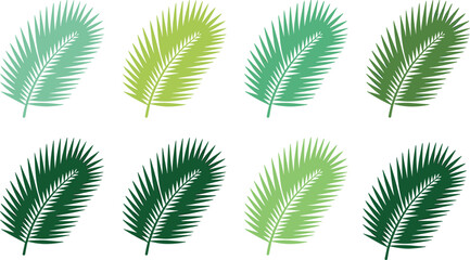Tropical palm leaf collection set in different green shades, botanical nature foliage illustration, exotic summer plant leaves isolated on white background.